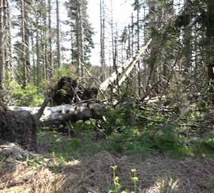 Wandergebiet Ruhestein