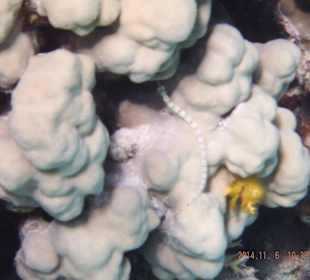 Seenadel und schöne Koralle