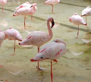 Flamingos