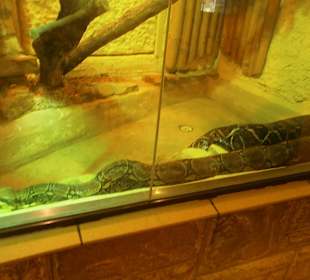 Zwierzęta w ZOO
