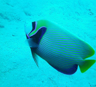 Imperatorkaiserfisch Hausriff