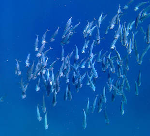 Bei der kostenlosen Schnorcheltour am Hausriff