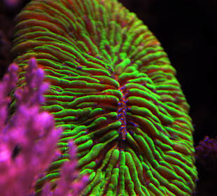 Coral fungia- Palma Aquarium