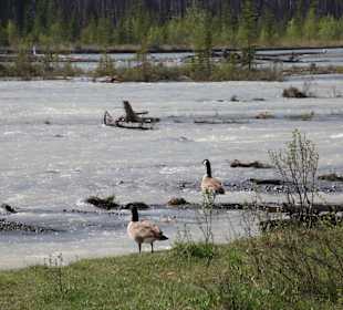 ....die Gänse suchen die Ruhe....