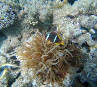 Schnorcheln Hurghada