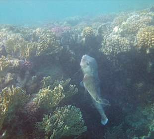 Igelfische:normale Größe und riesig!