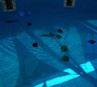 Riesieges Wasserbecken mit Rochen und Haien.
