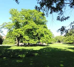 Spaziergang durch die Neustadtswallanlagen