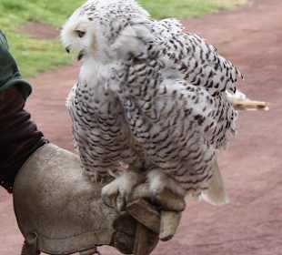 Weiße Eule bei der Greifvogelshow