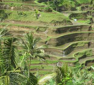 Blick auf die Terrassen