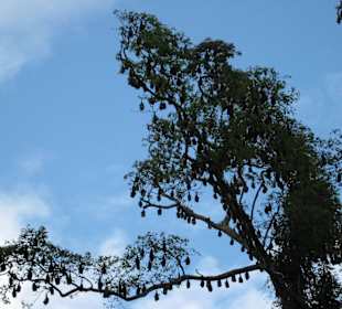 Flughunde im Botanischen Garten