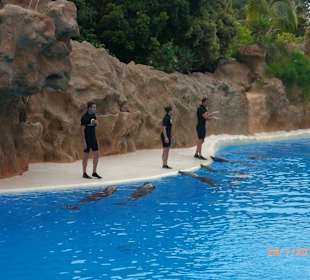 Loro Park, Delphinschau