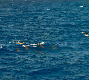 Schnorcheln mit den Delphinen