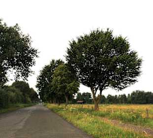 Radweg um den Dümmer