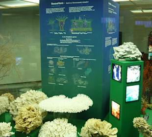 Ausstellung im Museum