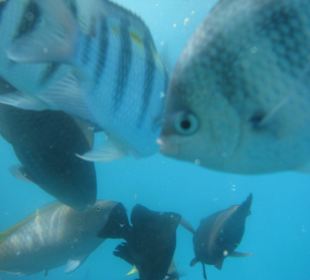 Hotel Stella Makadi Gardens