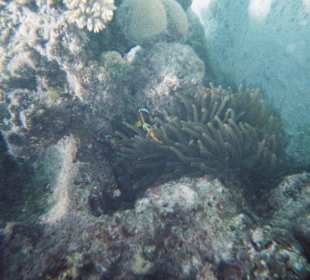 Clownfisch an seiner Anemone!