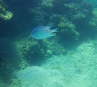 Riff zum Schnorcheln