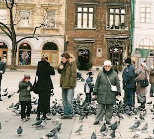 Krakowskie gołębie