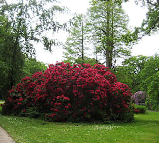 Schlosspark Lütetsburg