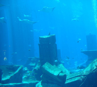 Aquarium
