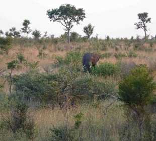 Krüger Nationalpark