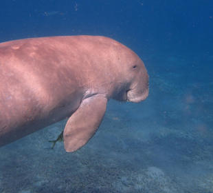 Schnorcheln Marsa Alam