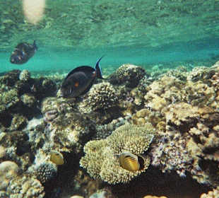 Fantastisches Hausriff