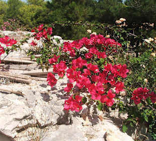 Fiori