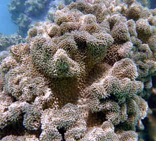 Riff Gorgonia 