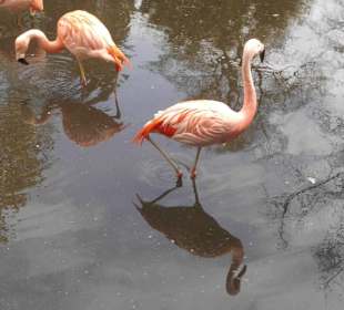 Weltvogelpark Walsrode