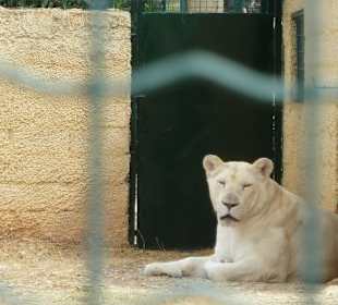 Löwin