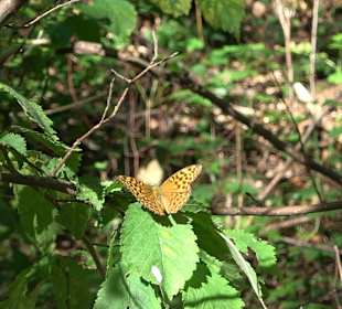 Wandertour Greifensteinrunde
