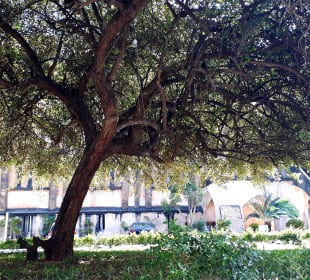 Kathedrale Christ Church