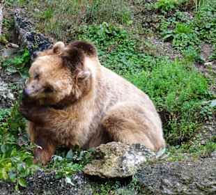 Bei den Braunbären