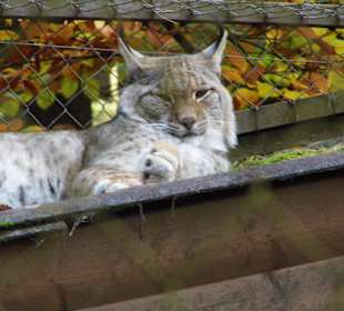 Wildparkimpressionen