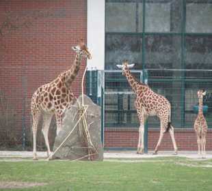 Giraffen