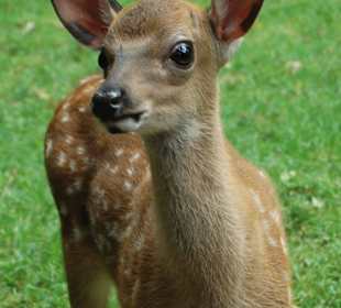 Dybowski Kalb