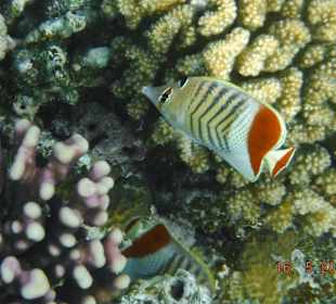 Rotmeer Winkelfalterfisch