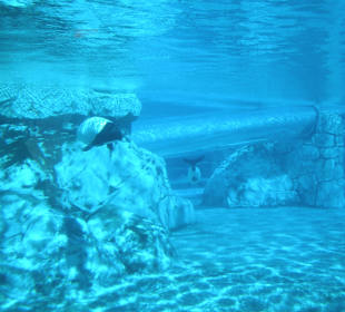 Rutschen durchs Delfinbecken
