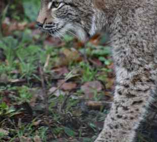 Luchs 