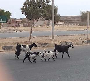 Stadtrundgang Marsa Alam
