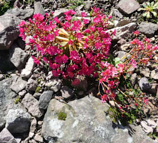 Eindrücke aus dem Rennsteiggarten