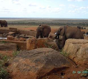 Voi Safari Lodge, Elefanten