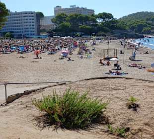 Strand Paguera/Peguera