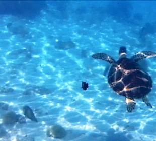 Schnorcheln Marsa Alam