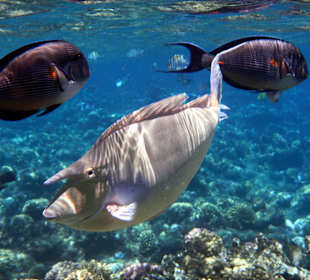 Langnasen-Doktorfisch