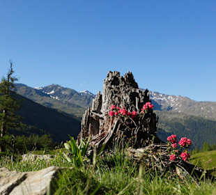 Stilfser Joch Nationalpark