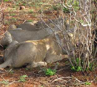 Ringo Tours & Safaris