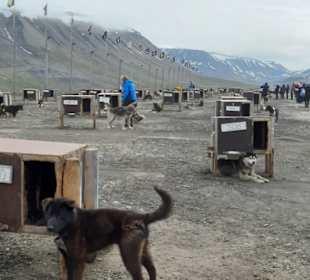Spitzbergen Huskies-Farm 